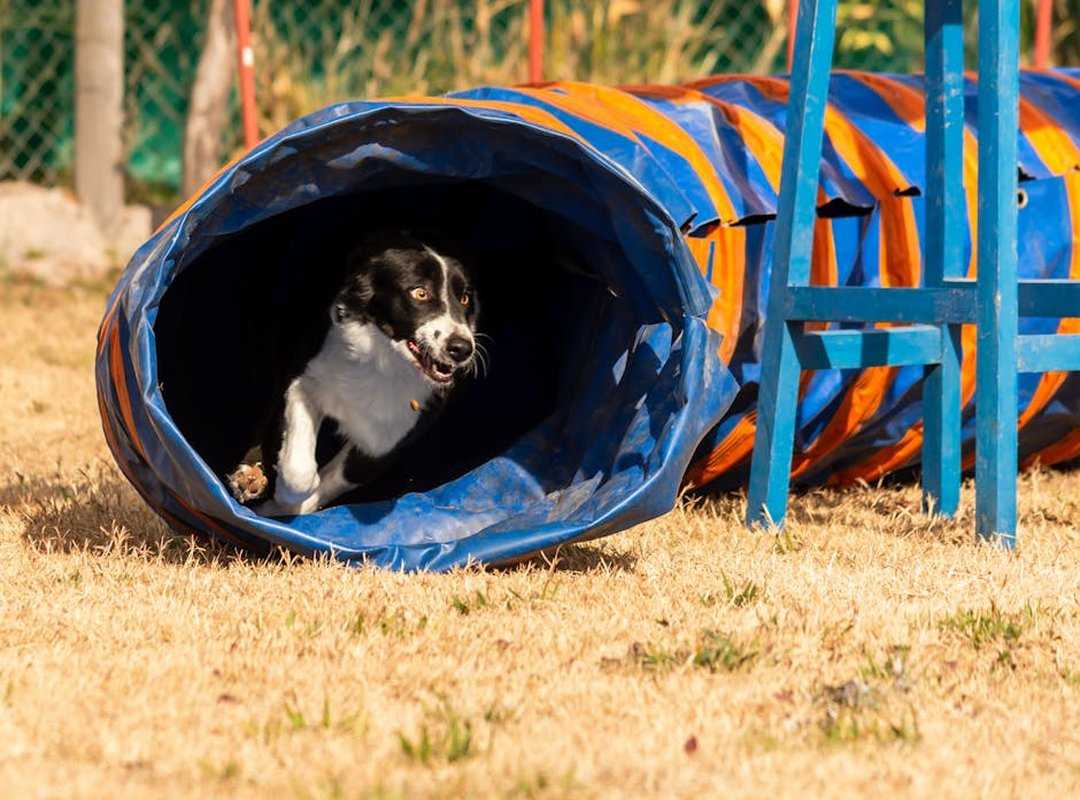 agility drills techniques